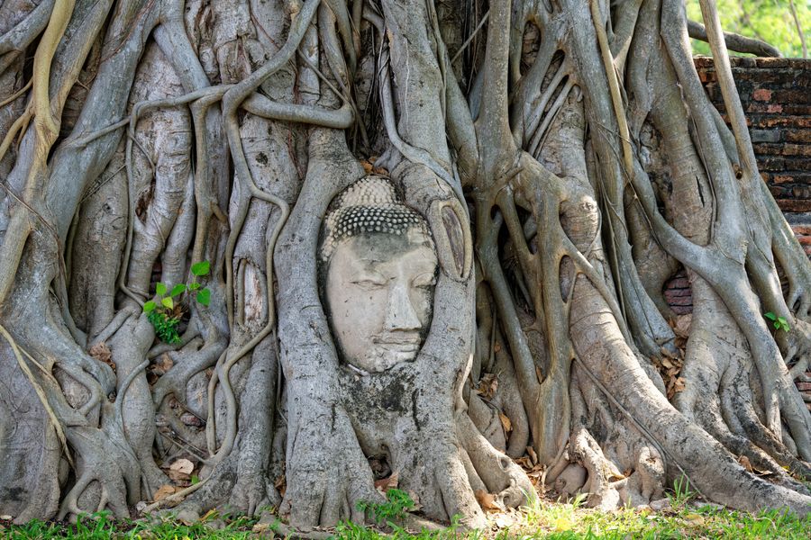 Cabeza de Buda entre las raíces de un árbol en Wat Mahathat, Ayutthaya